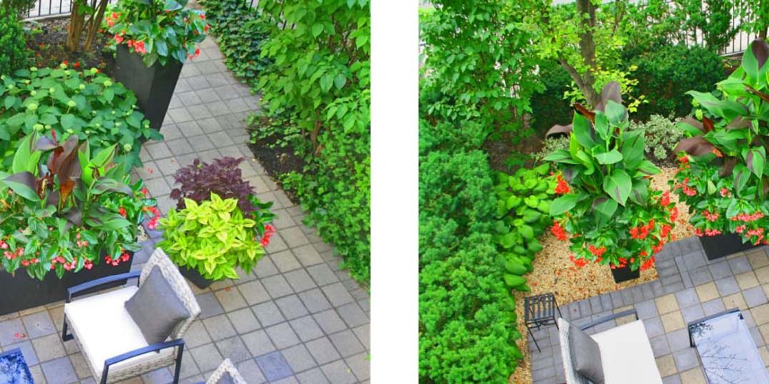 My Urban Garden, Then and Now…