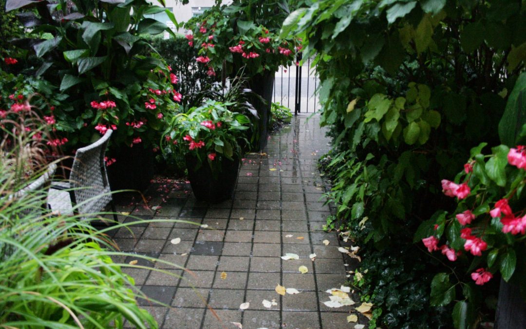 A Recent Week-Night Dinner…