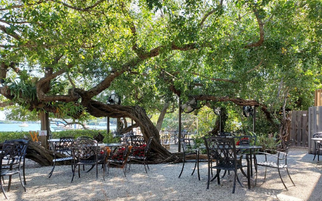 A Perfect Paradise Lunch/Dinner Spot…