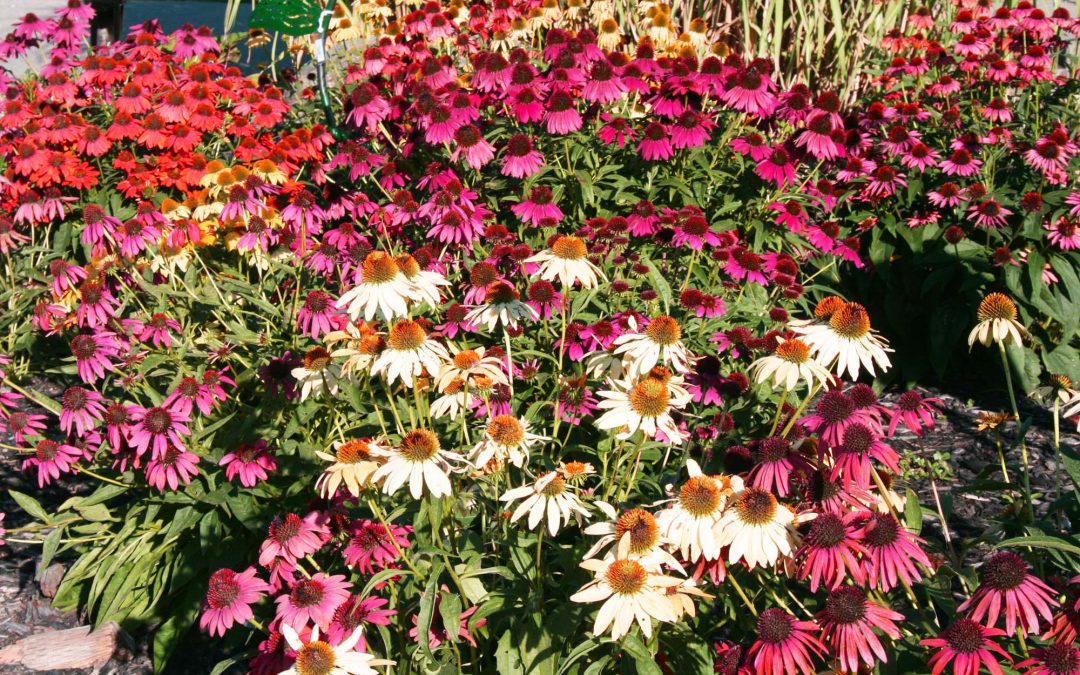Echinacea or Just Cone Flowers…