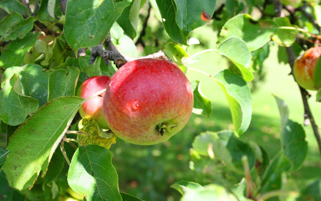 The Leaves are Beginning to Fall and the Apples are Getting Red…