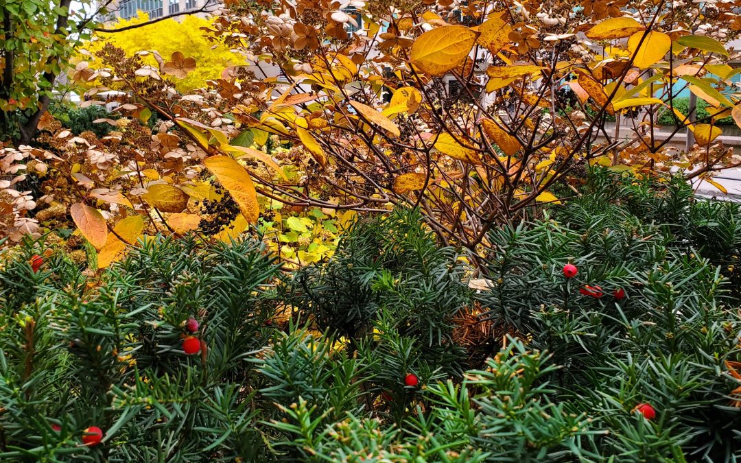 A Little Summer, a Little Fall and Winter is Comming…