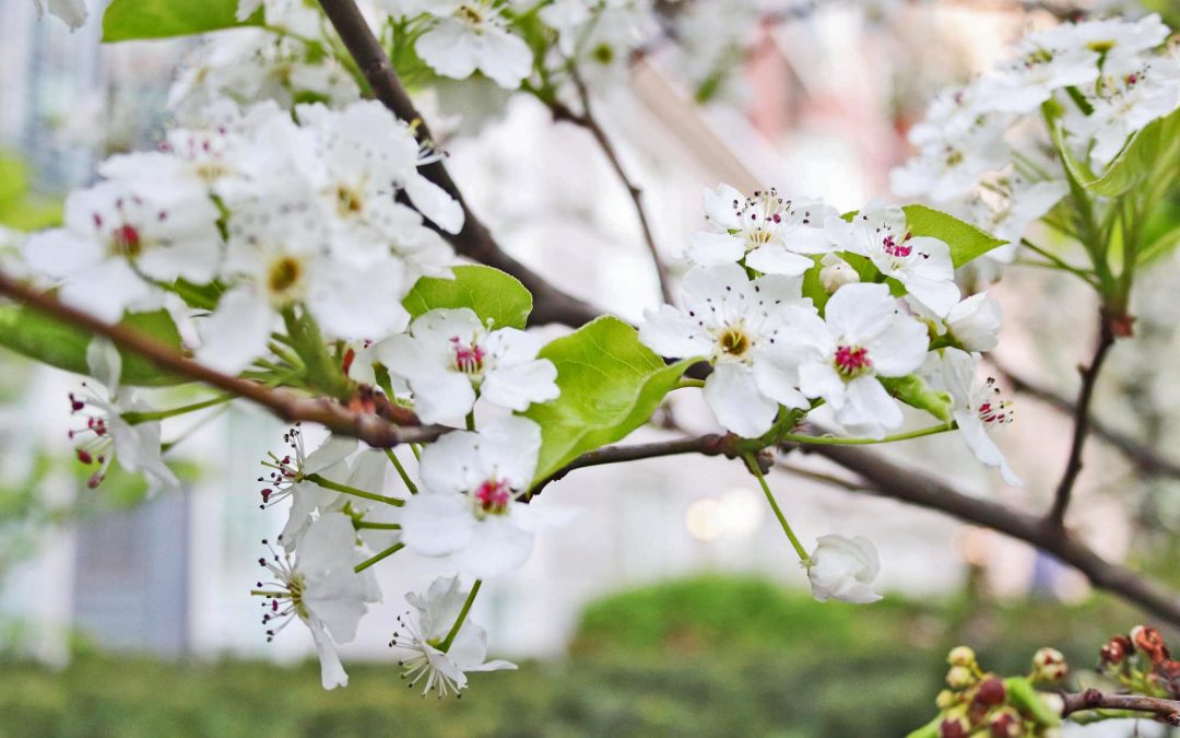 My Ornamental Pear Tree