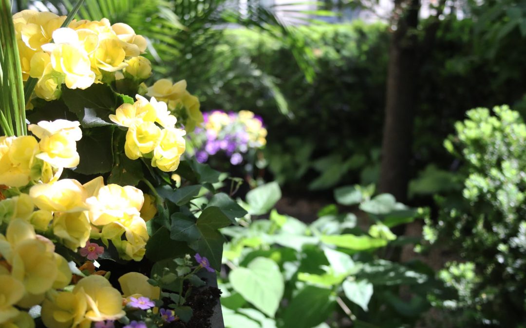 All Beautiful Yellow This Year!