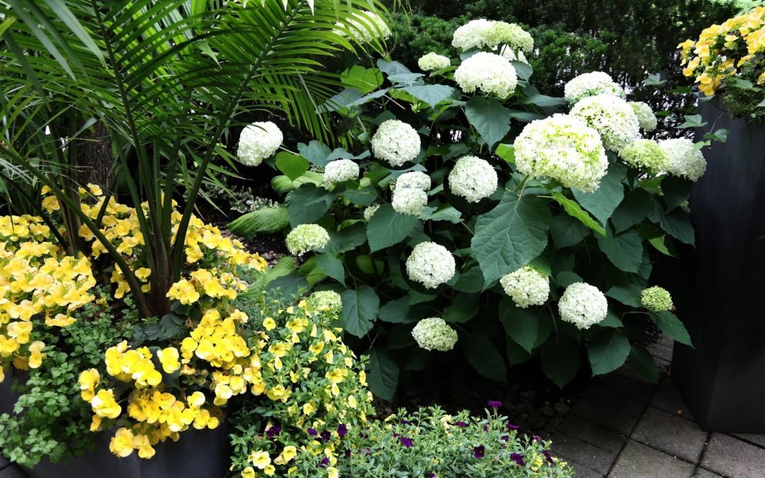 The Hydrangea Have Bloomed…