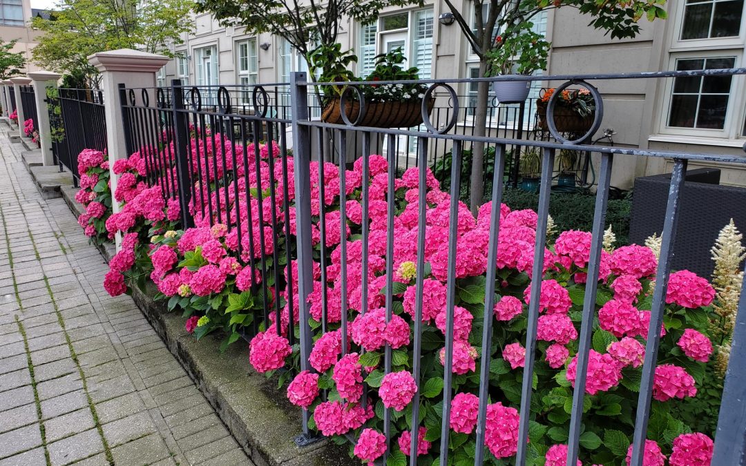 My Neighbors and Neighborhood…