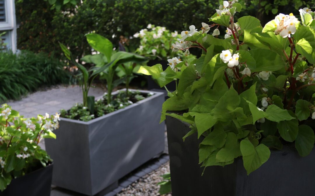 You Convinced Me, All White Again…