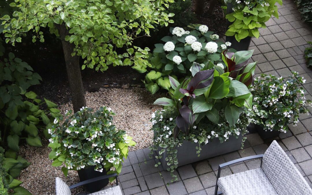My all White Garden…